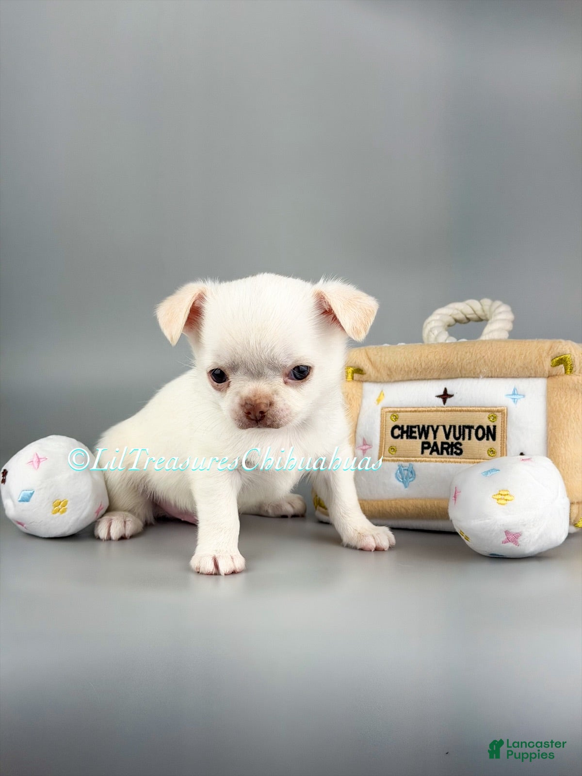 Chihuahua dogs Jerry - Ad 4