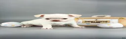 Chihuahua dogs for sale: Jerry - Ad 1