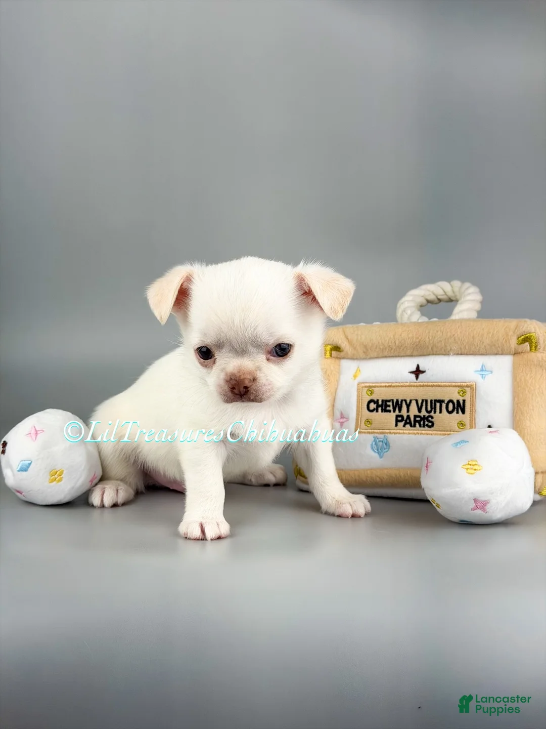 Chihuahua dogs for sale: Jerry - Ad 1
