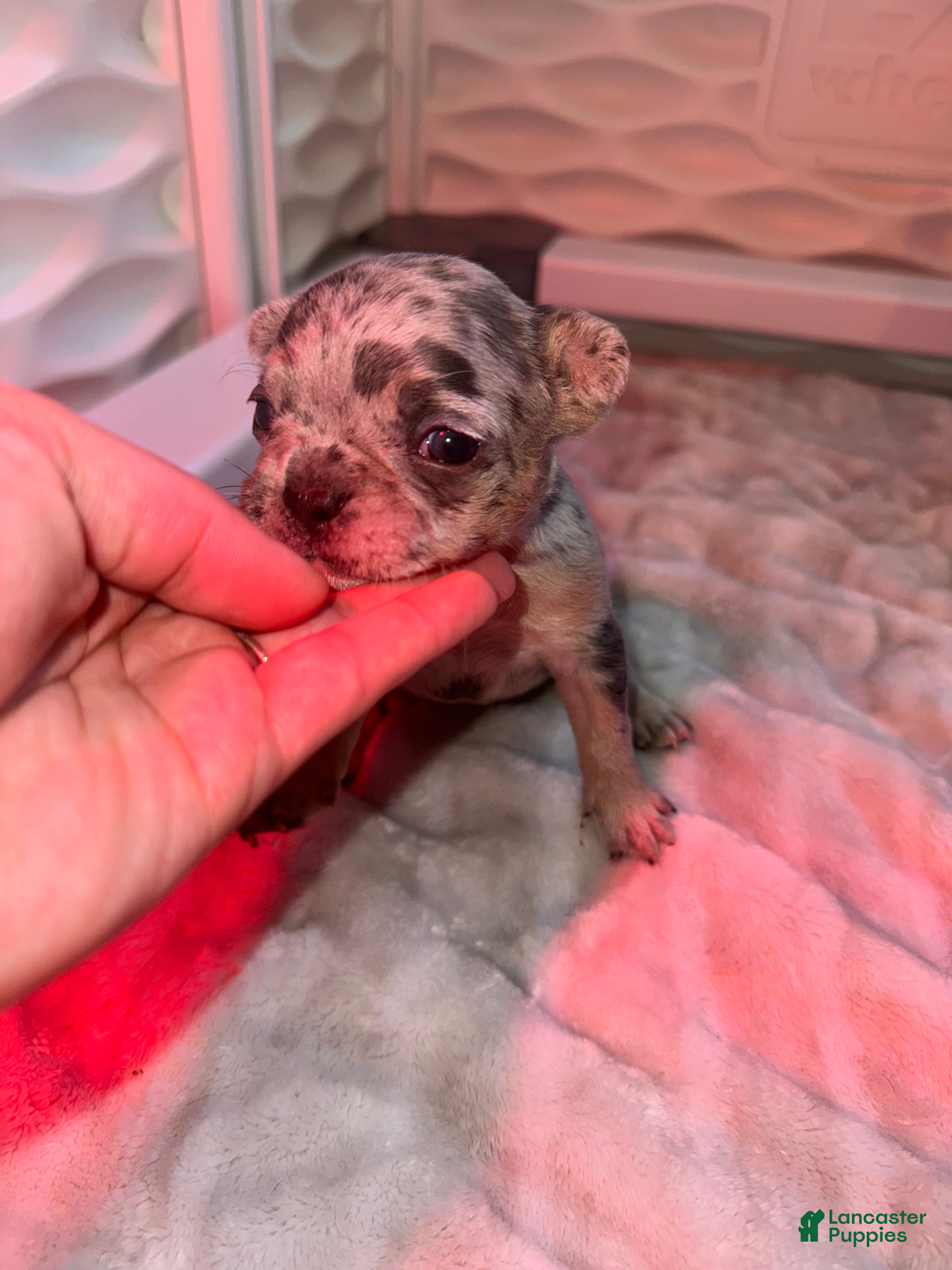 French Bulldog dogs Luna - Ad 1