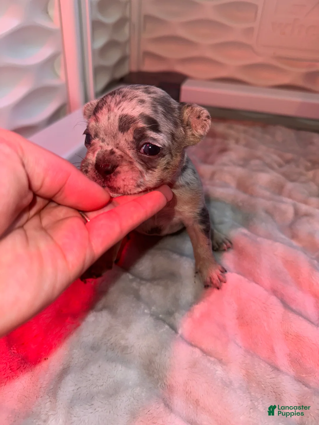 French Bulldog dogs for sale: Luna - Ad 1