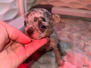 French Bulldog dogs Luna - Ad 1