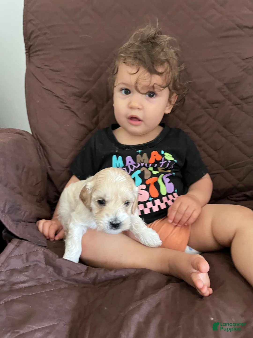 Mini Goldendoodle dogs for sale: Mini Goldendoodle 1 - Ad 2