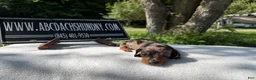 Miniature Dachshund dogs for sale: Smooth mini dapple Russian  - Ad 6