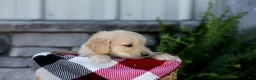Golden Retriever dogs for sale: Bingo - Ad 5