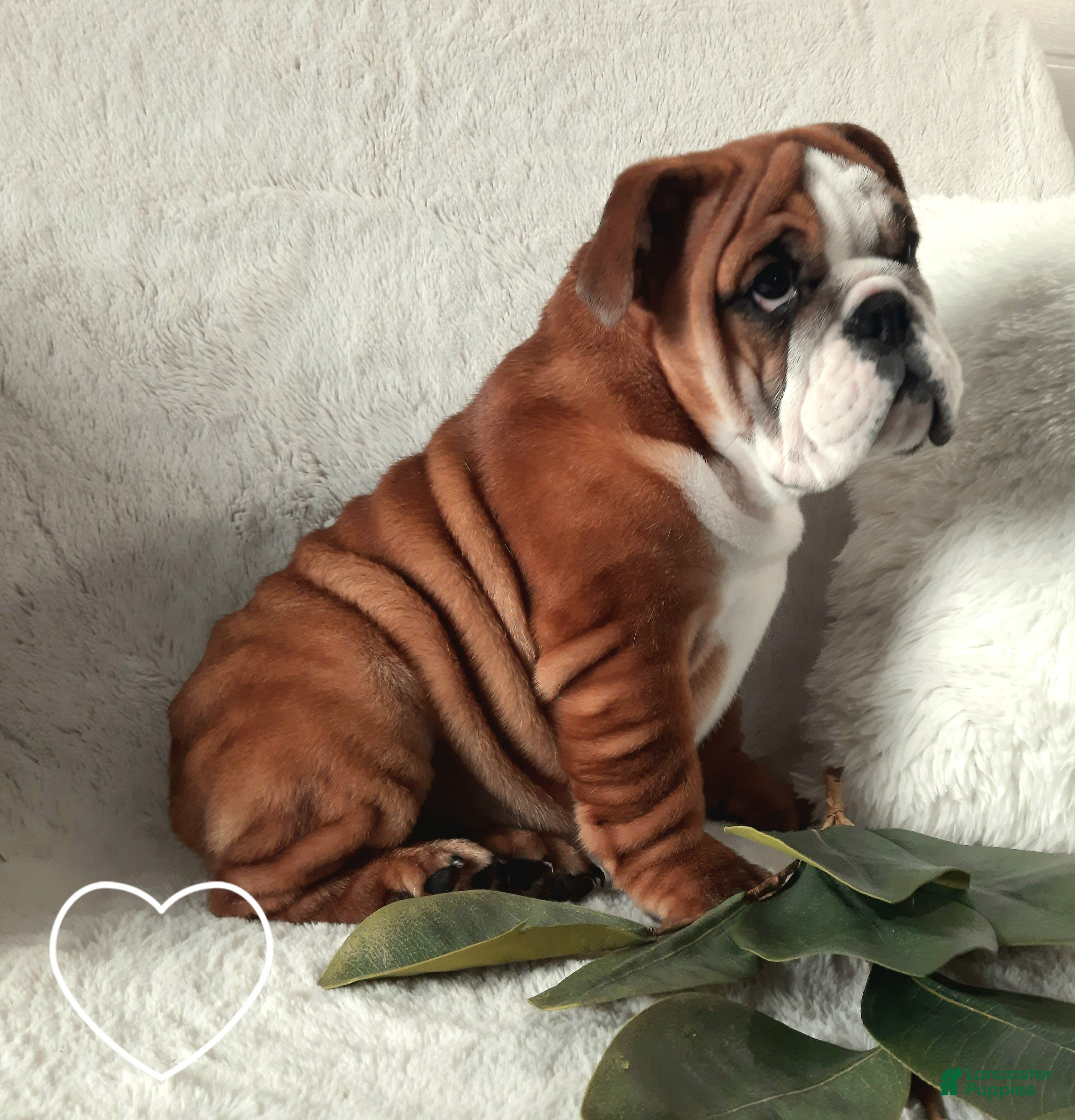 English Bulldog dogs Dana - Ad 1