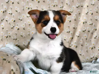 Welsh Corgi Pembroke dogs Mia - Ad 9