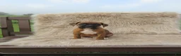 Boxer dogs for sale: Willow - Ad 4