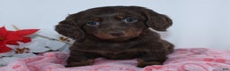 Miniature Dachshund dogs for sale: Jade - Ad 2