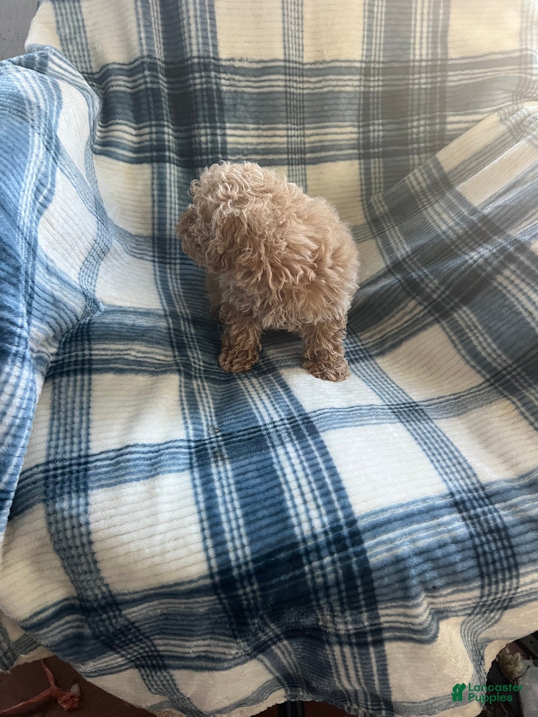 Shihpoo dogs for sale: Shihpoo Puppy 1 - Ad 8