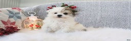 Pomapoo dogs for sale: Chloe - Ad 2