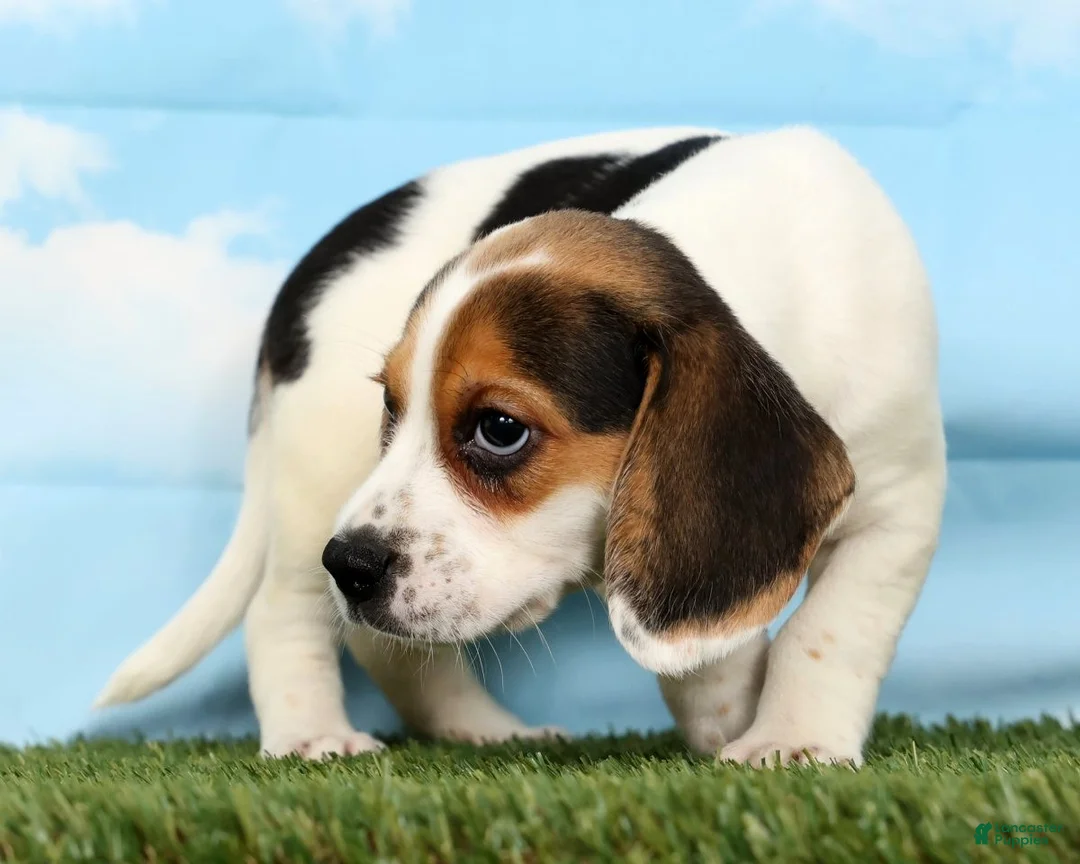 Beagle dogs for sale: Trooper - Ad 1