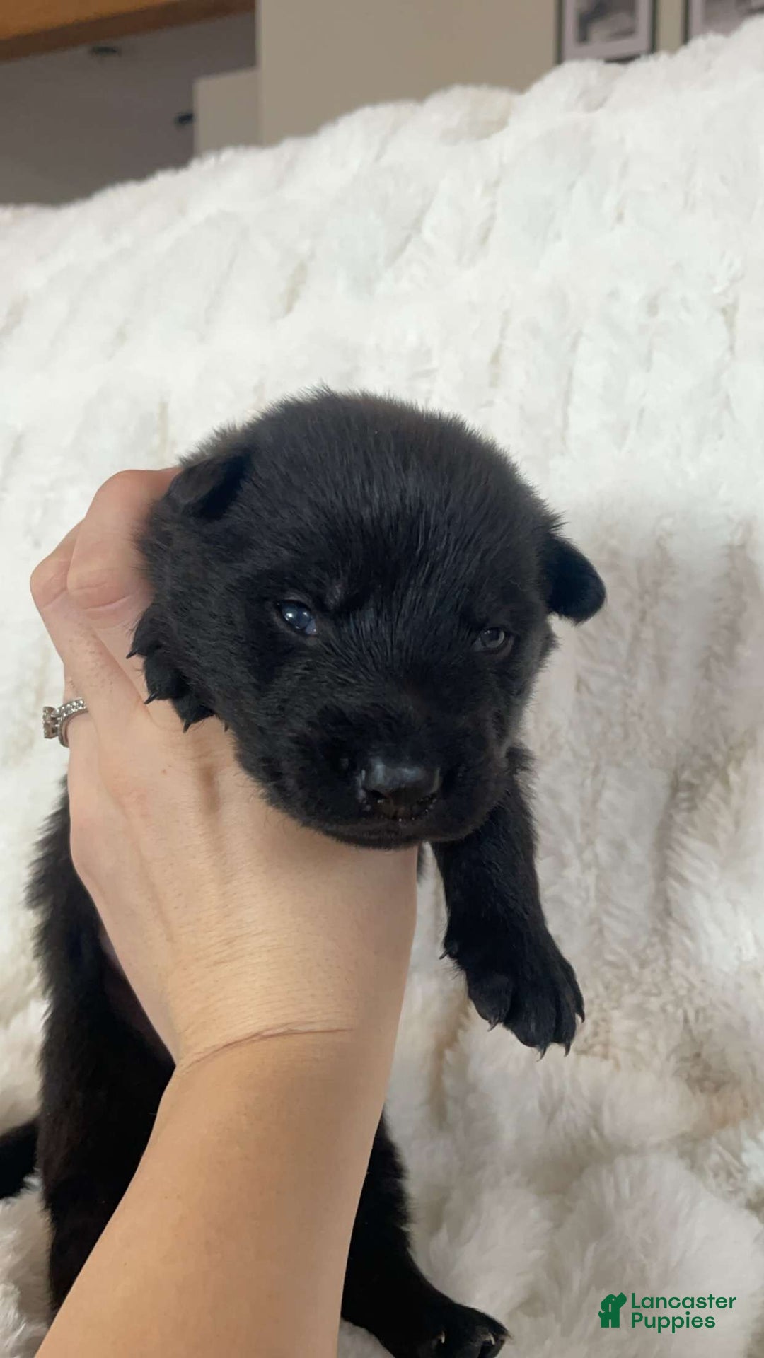 German Shepherd dogs for sale: German Shepherd Brown Collar Male - Ad 1