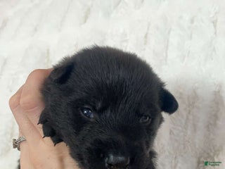 German Shepherd dogs German Shepherd Brown Collar Male - Ad 1