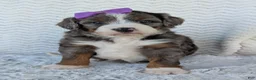 Mini Bernedoodle dogs for sale: Mini Indy - Ad 3