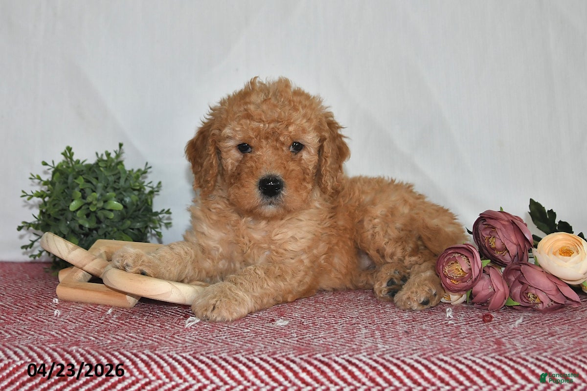 Goldendoodle dogs Marci - Ad 1