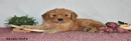 Goldendoodle dogs for sale: Marci - Ad 1