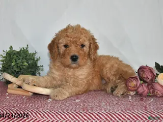 Goldendoodle dogs for sale: Marci - Ad 2