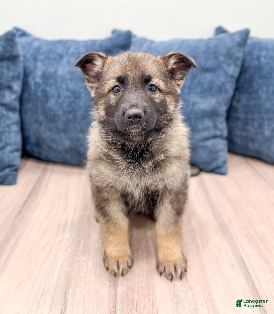 German Shepherd dogs for sale: Biffy - Ad 1