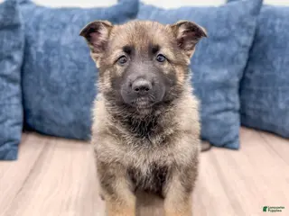 German Shepherd dogs for sale: Biffy - Ad 2