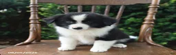 Mixed Breed dogs for sale: Darling - Ad 5