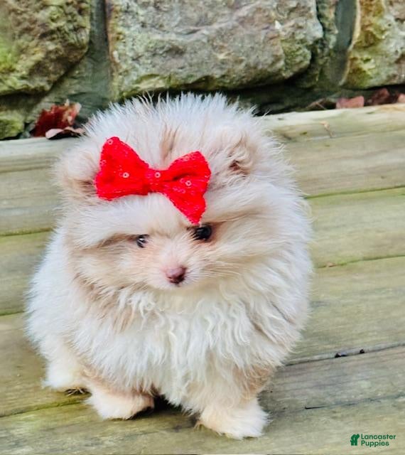 Pomeranian dogs Pomeranian 1 - Ad 2