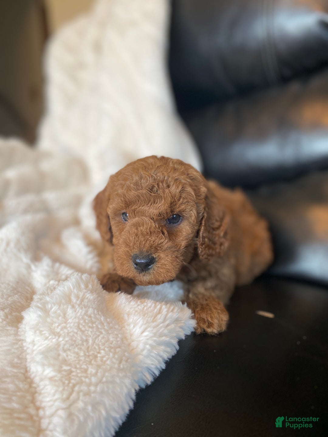Mixed Breed dogs for sale: Bear - Ad 3