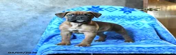 Boxer dogs for sale: Lucy - Ad 1