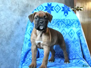 Boxer dogs for sale: Lucy - Ad 2
