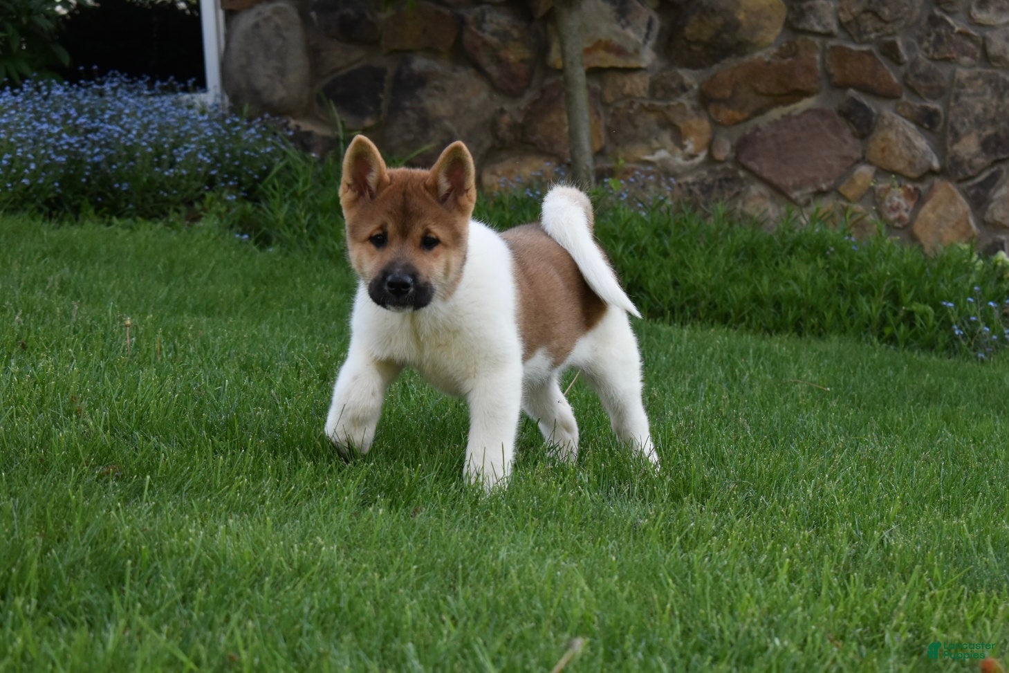 Akita dogs for sale: Sookie - Ad 1