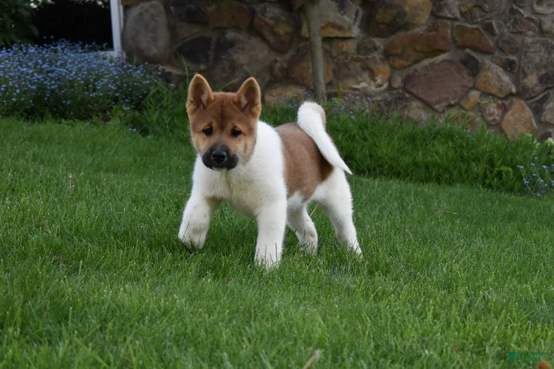 Akita dogs for sale: Sookie - Ad 1