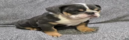 English Bulldog dogs for sale: Trippi - Ad 4