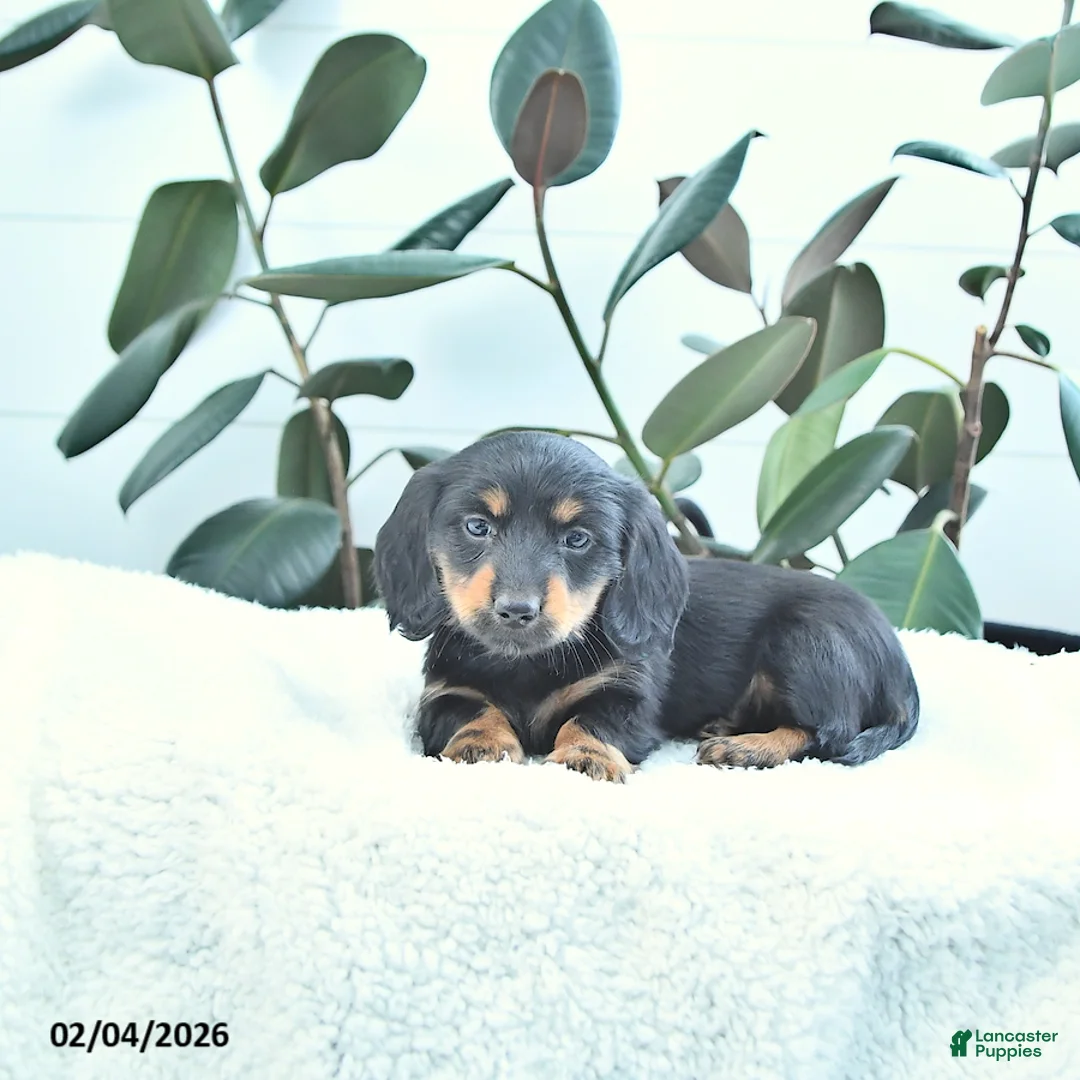 Miniature Dachshund dogs for sale: Clover - Ad 2