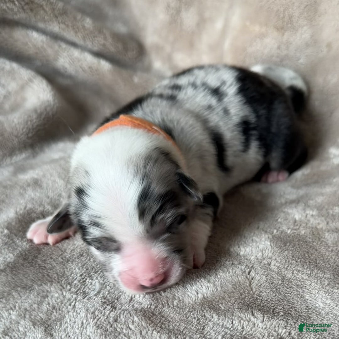 Australian Shepherd dogs for sale: Gamble - Ad 6