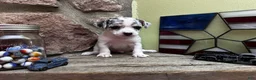 Chihuahua dogs for sale: 🐾Bart~Merle Chihuahua - Ad 11