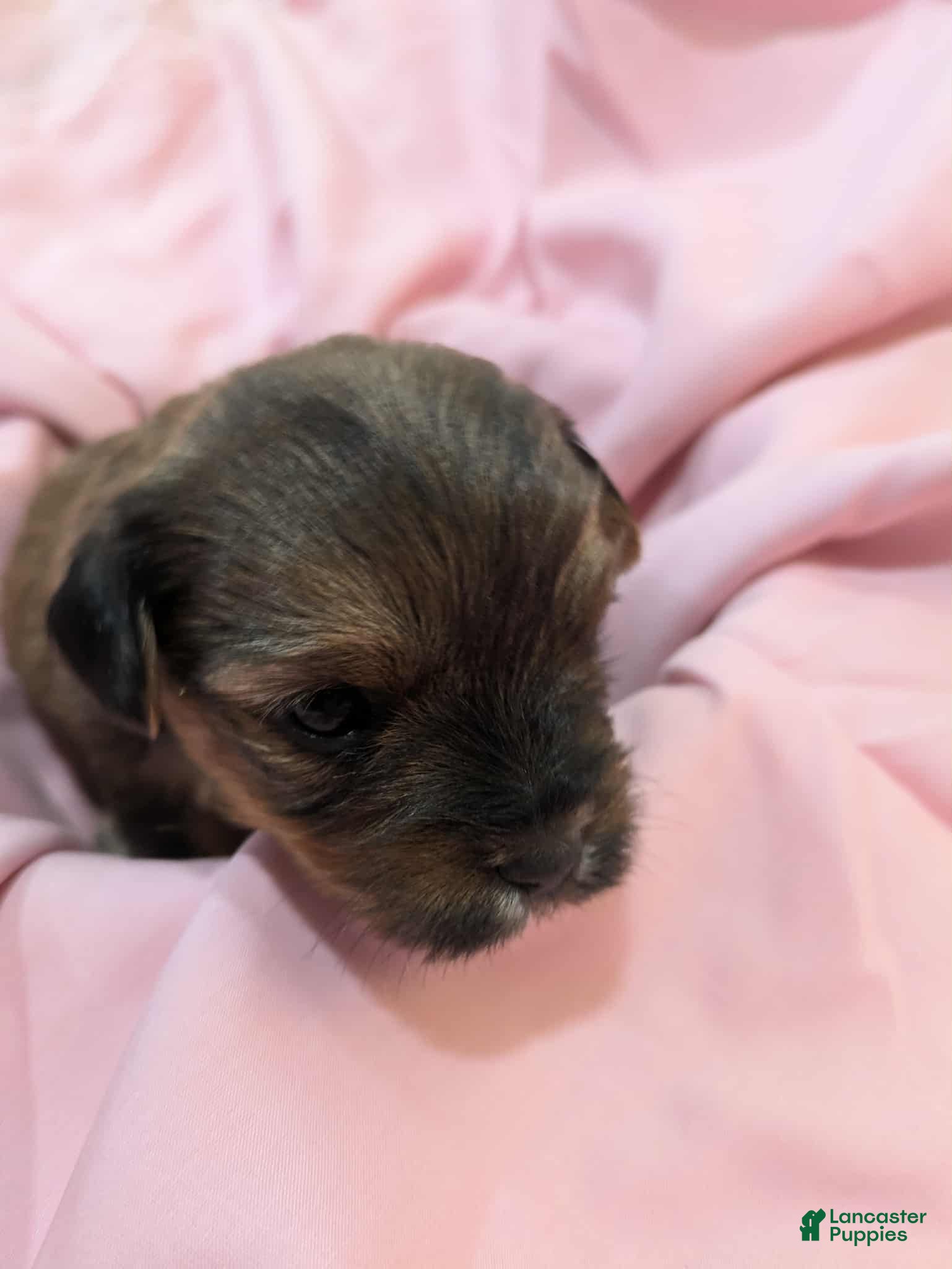 Mixed Breed dogs Mixed Breed Puppy 5 - Ad 34