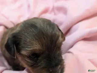 Mixed Breed dogs Mixed Breed Puppy 5 - Ad 34