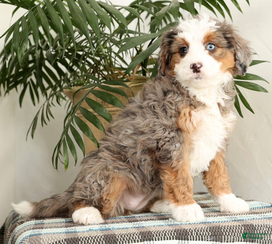 Mini Bernedoodle dogs for sale: Missy - Ad 5