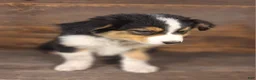 Australian Shepherd dogs for sale: Benjamin - Ad 11