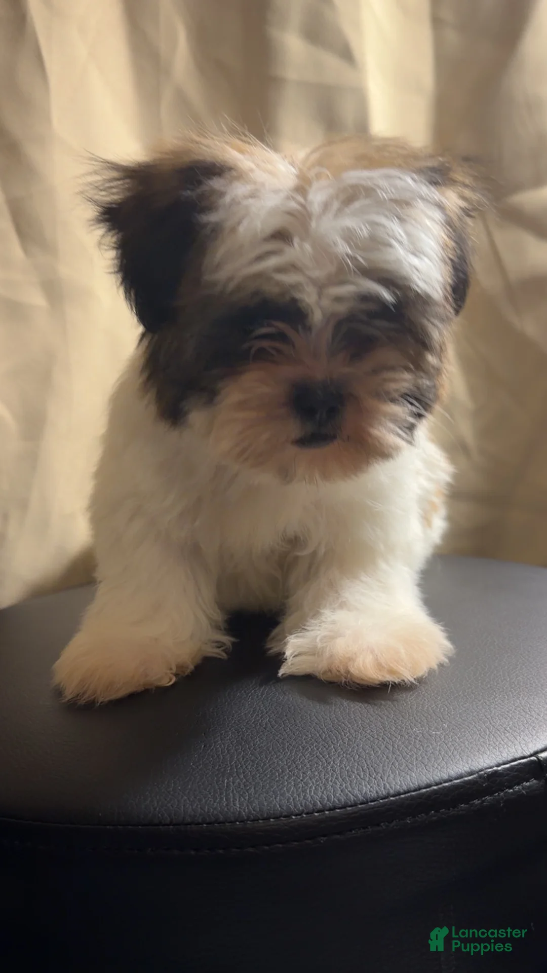 Shih Tzu dogs for sale: Shih Tzu Rylo - Ad 2