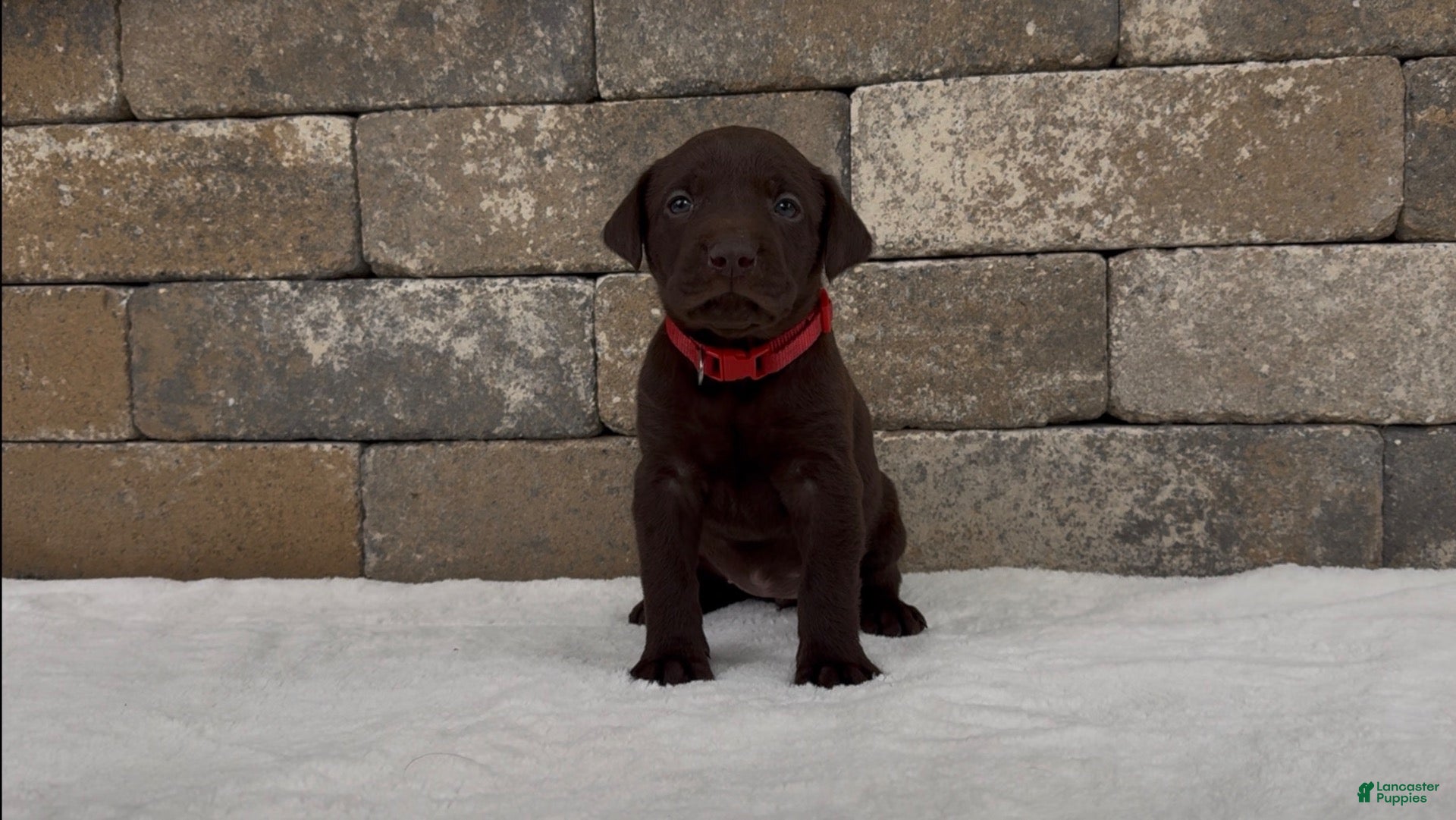 Labrador Retriever dogs Bo - Ad 2