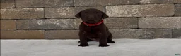 Labrador Retriever dogs for sale: Bo - Ad 2
