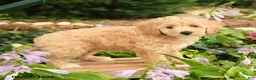 Maltipoo dogs for sale: Daisy - Ad 3