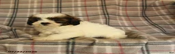 Mixed Breed dogs for sale: Utopia - Ad 4
