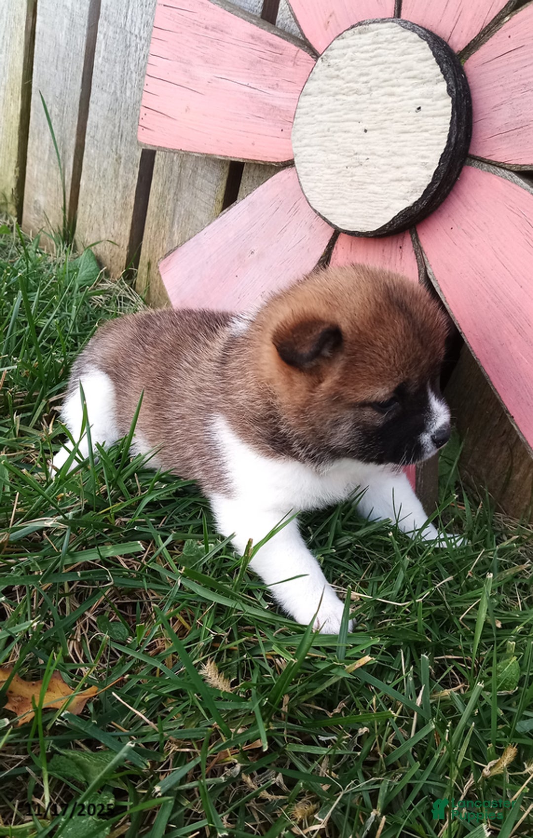 Shiba Inu dogs for sale: Rosie - Ad 5