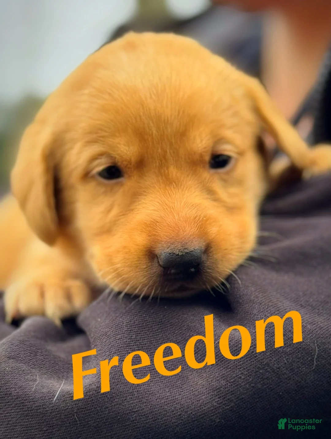 Labrador Retriever dogs for sale: Labrador Retriever Puppy 1 - Ad 1