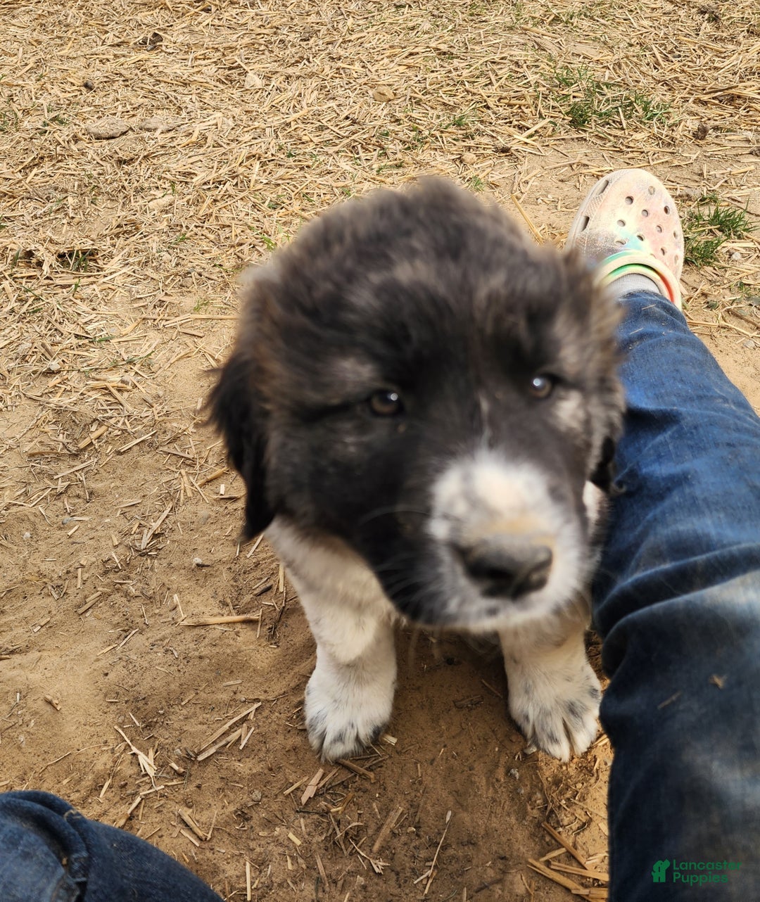 Anatolian Shepherd dogs for sale: Zena 2025 F1 ASD puppy - Ad 3