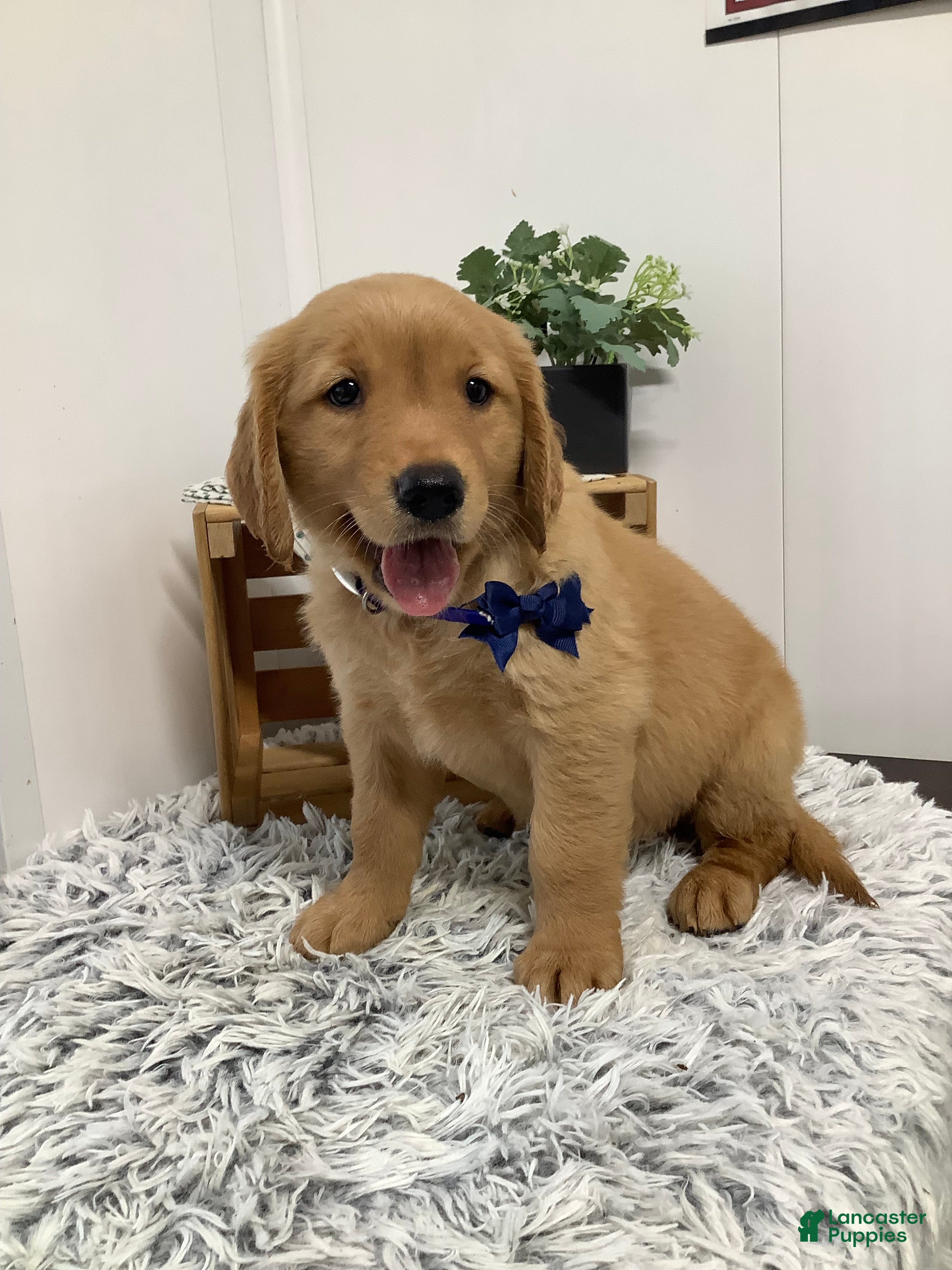Golden Retriever dogs Golden Retriever - Fido - Ad 2