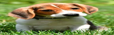 Sammy