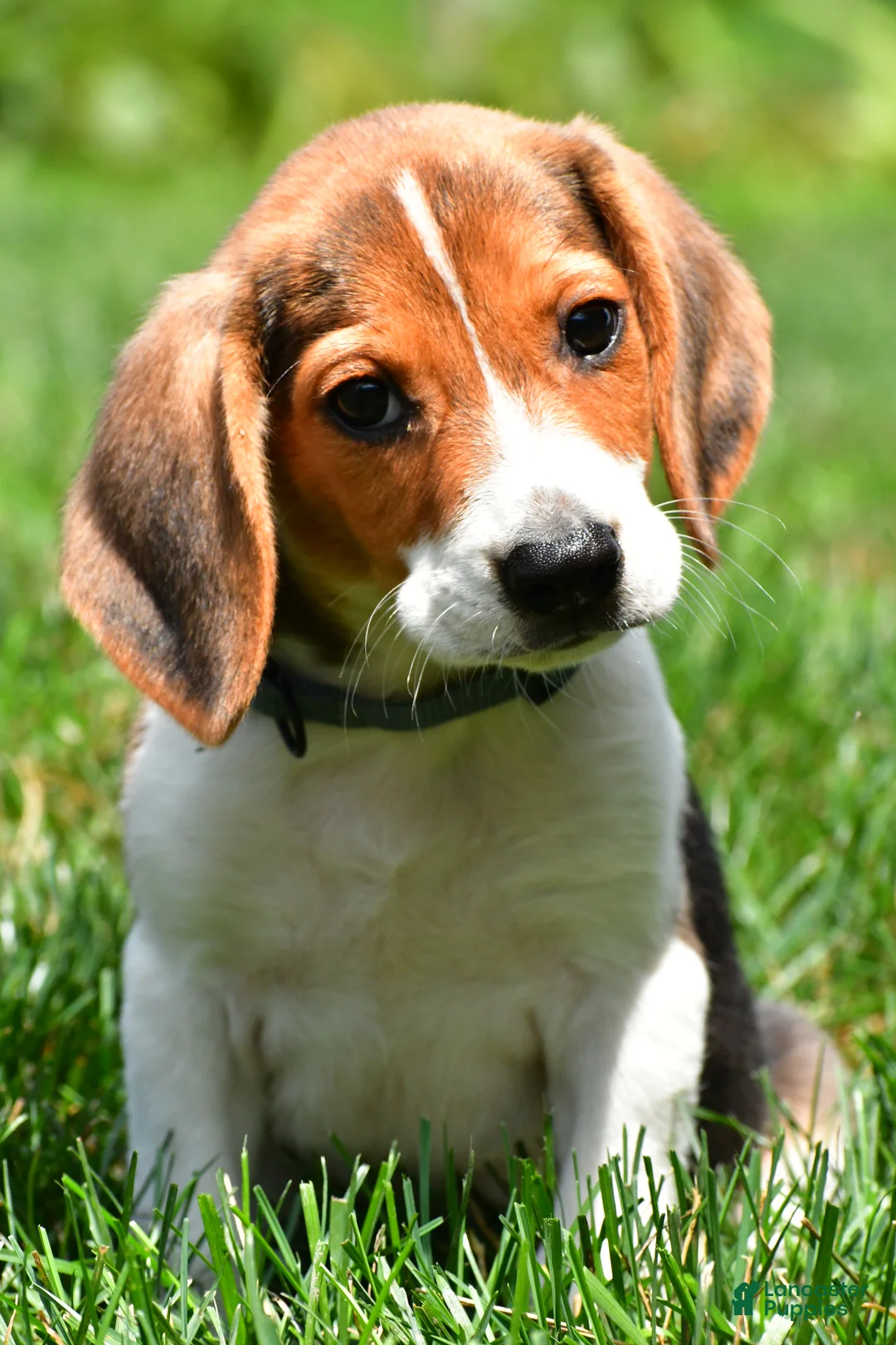 Beagle dogs for sale: Sammy - Ad 1